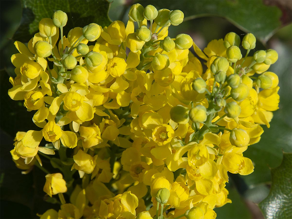 Mahonia aquifolium